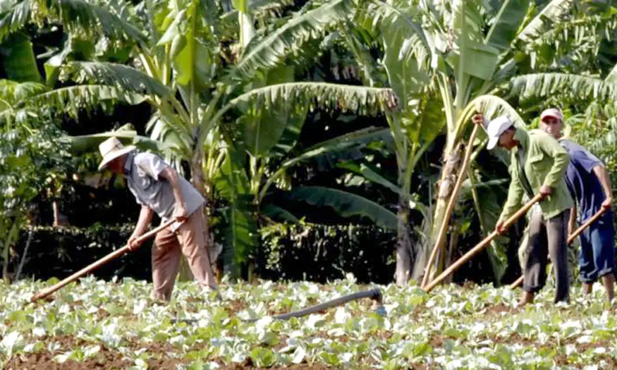 Agriculture, Cuba