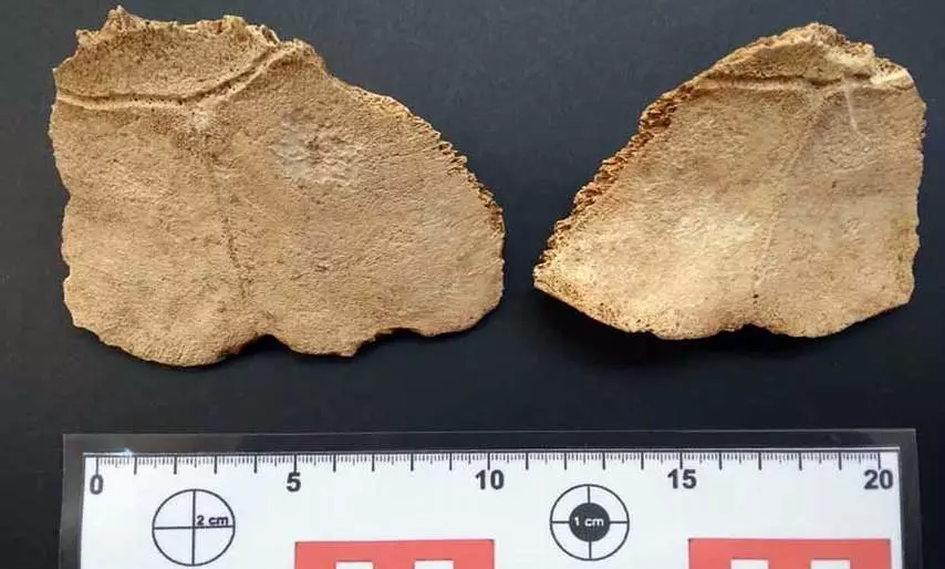 fossil-remains-prehistoric-rurtle-gibara