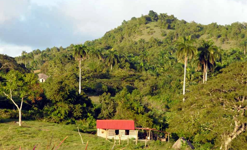 Flora, zone mountaan, Sagua de de Tanamo,