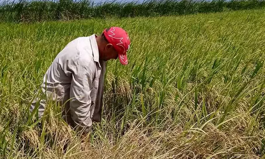 antilla, rice