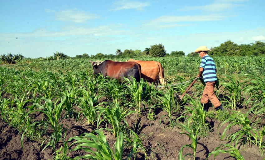 food, production, cacocum