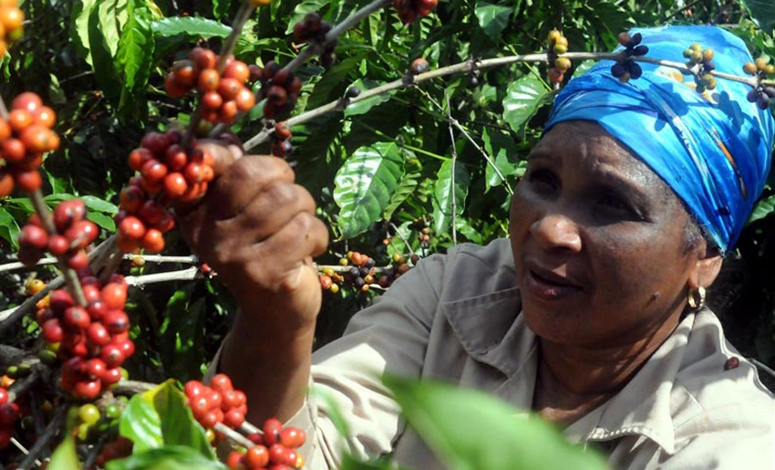 rural, women, crop, coffee, holguin