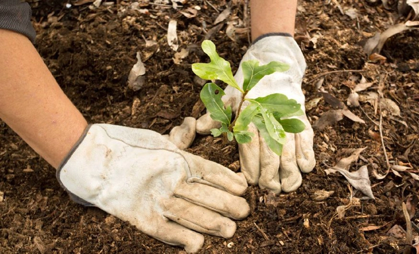 reforestation, ecology, holguin