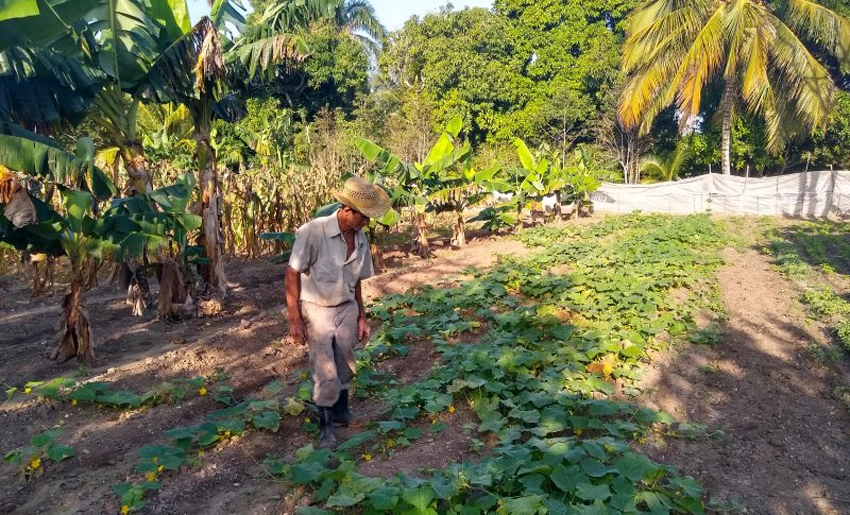 campesino, cucumber, holguin