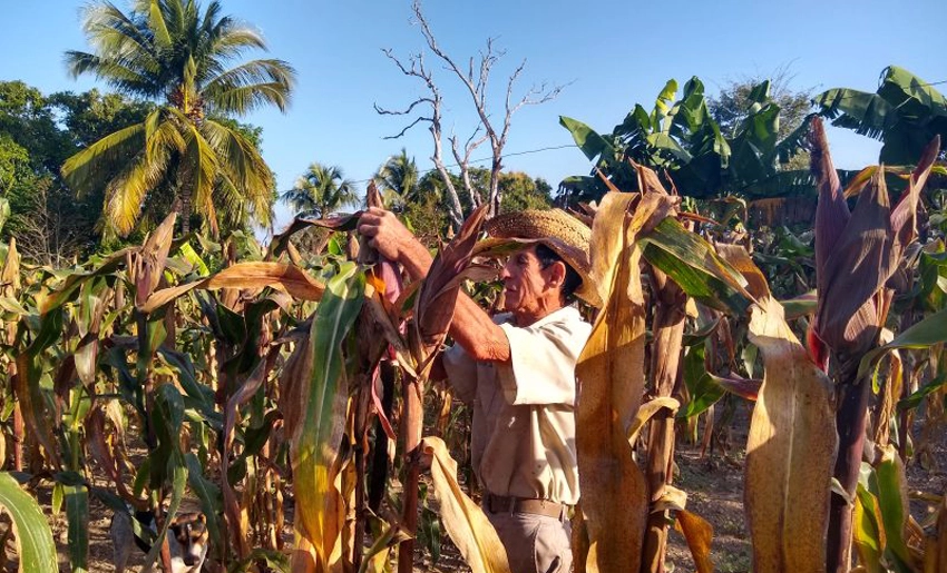 farmer, calixto, garcia, holguin