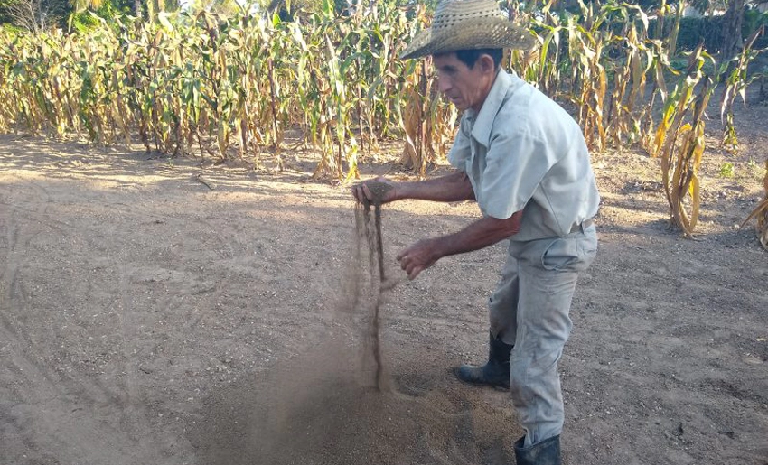 roberto, campesino, calixto, garcia