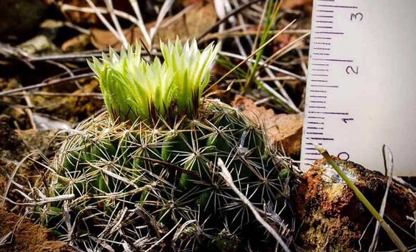 variety, flora, extinction, danger, holguin