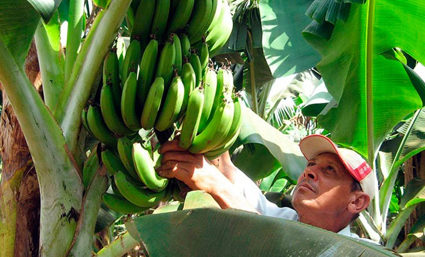 agriculture, plantain