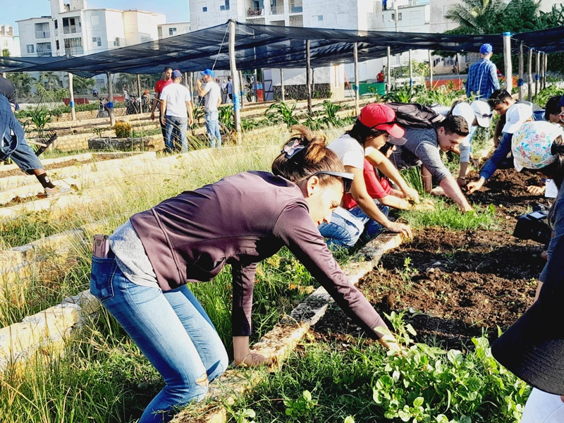 volunteer, work, vegetable, garden, holguin
