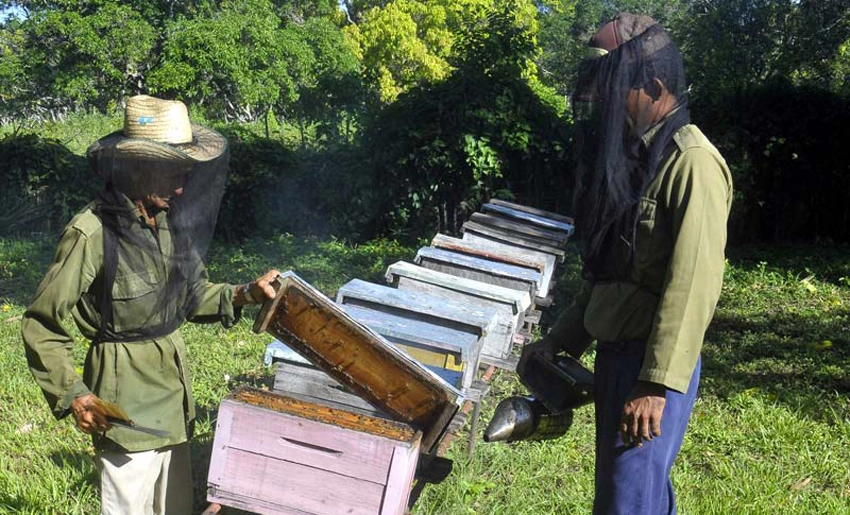 bee, honey, production, holguin