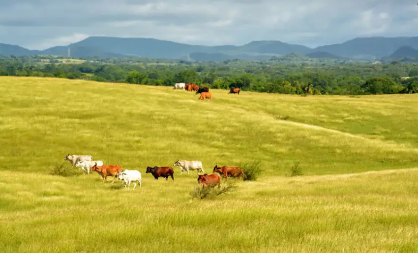 cattle, holguin