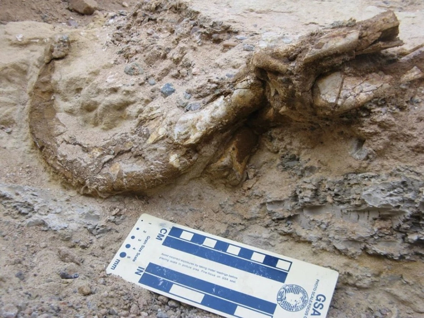two, toed, dinosaur