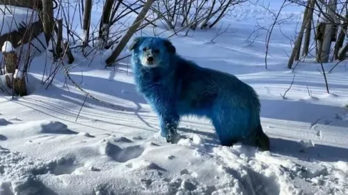 The Mystery Behind Chernobyl’s Blue Dogs Revealed 0