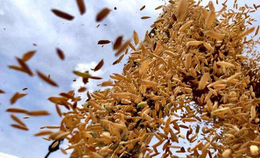 Mayari Prioritizes Local Rice Production with Popular Support