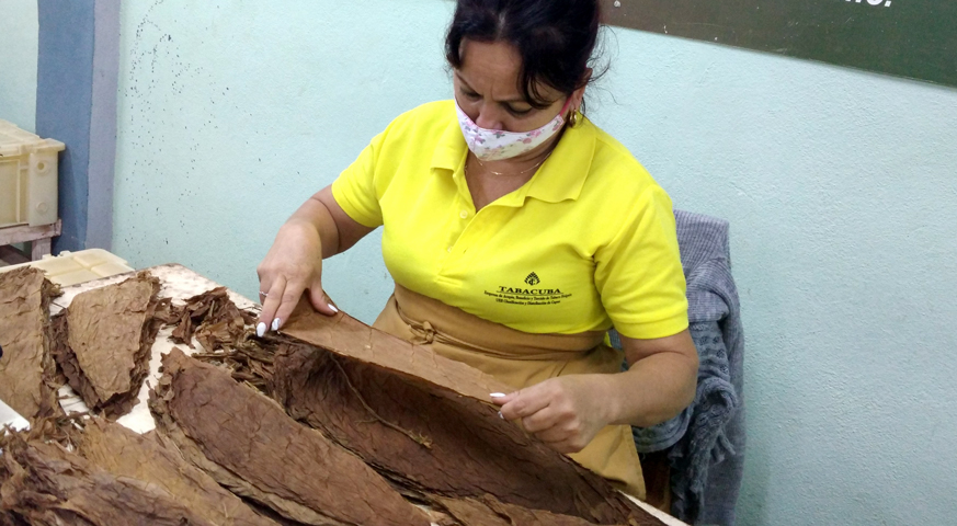 mujer, Predomina fuerza laboral femenina en producción de tabacos en Holguín. Foto: Yamila Pupo