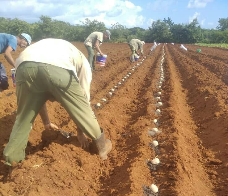 cultivo de papas, Banes, Holguín