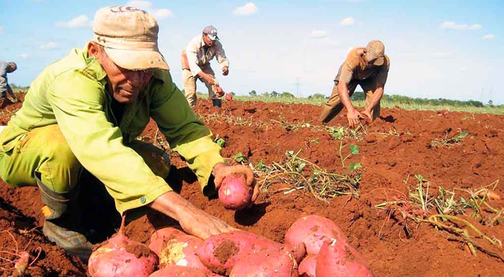 producción agrícola, estrategia, municipio de Cacocum, Holguín