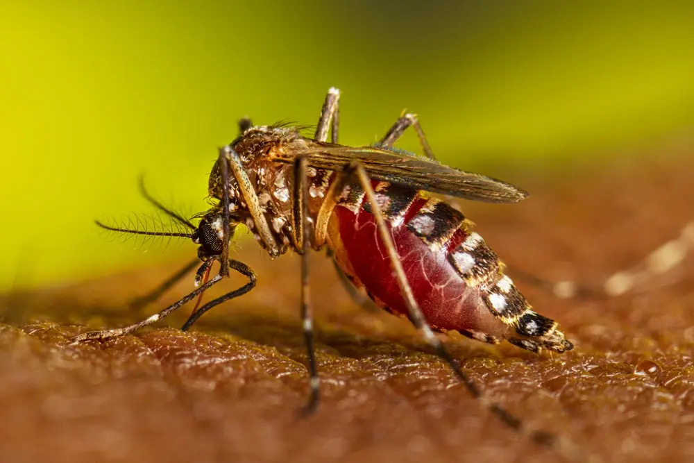 Holguín, arbovirosis, aedes aegypti