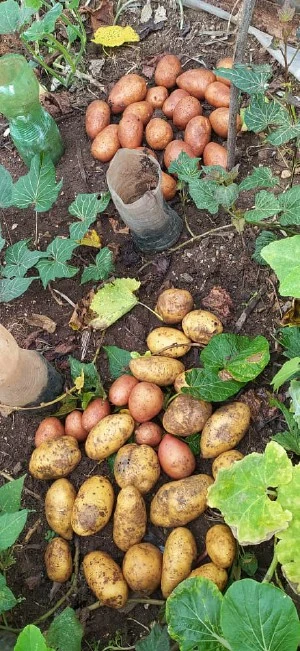 cultivo, papas, agricultor, alturas, Julián Velázquez