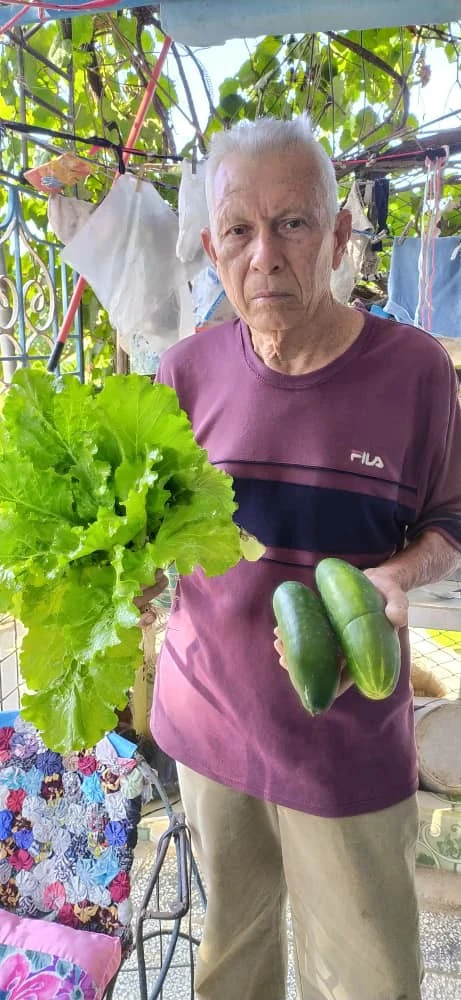 lechuga, pepinos, hortalizas, cultivos, frutas, huerto., agricultor, Julián Velázquez