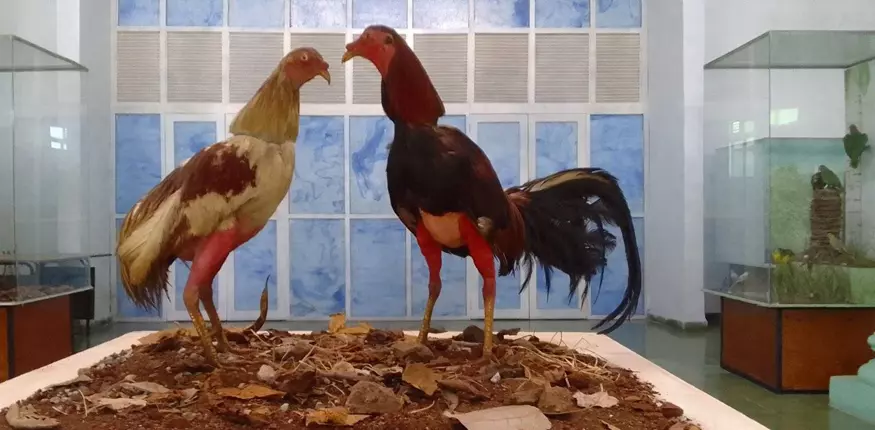 Aves disecadas, aulas, Holguín, Cuba