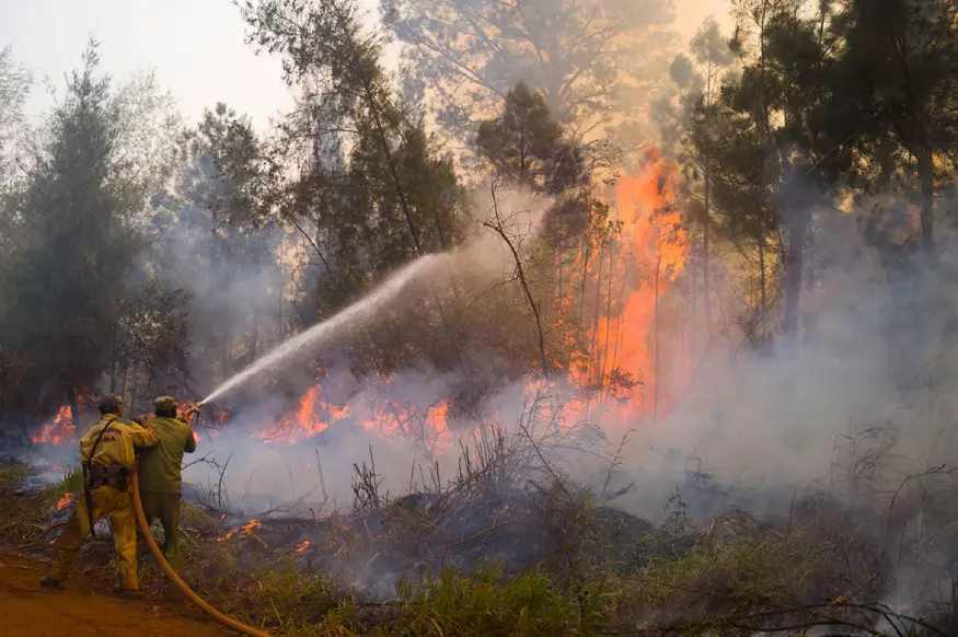 Incendio en Pinares de Mayarí, Pinares de Mayarí