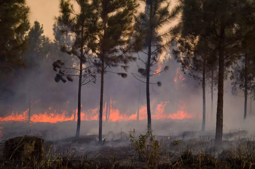 Incendio forestal, Pinares de Mayarí