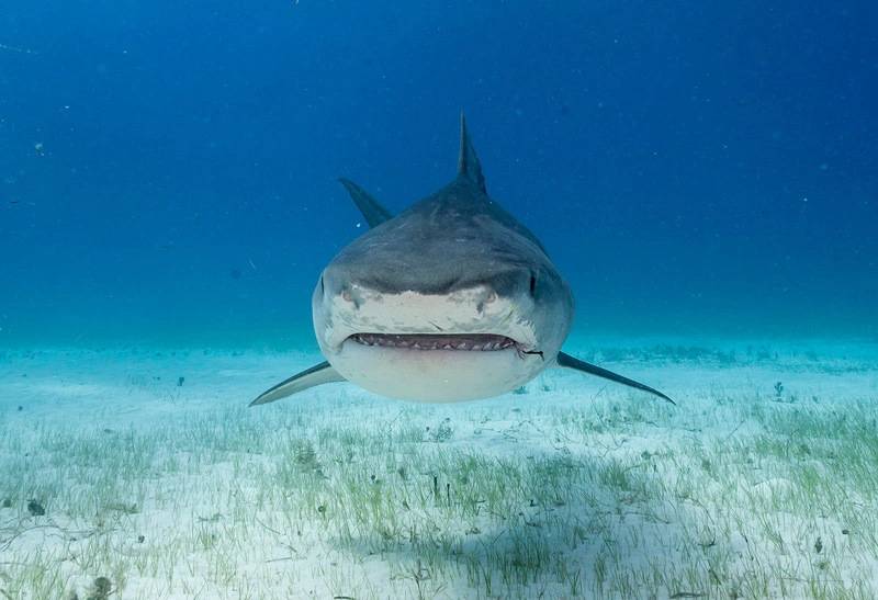 tiburón, ataque, joven, Cuba