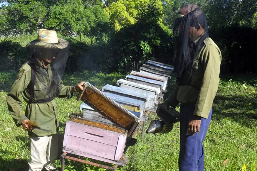 Miel, apicultores, Holguín