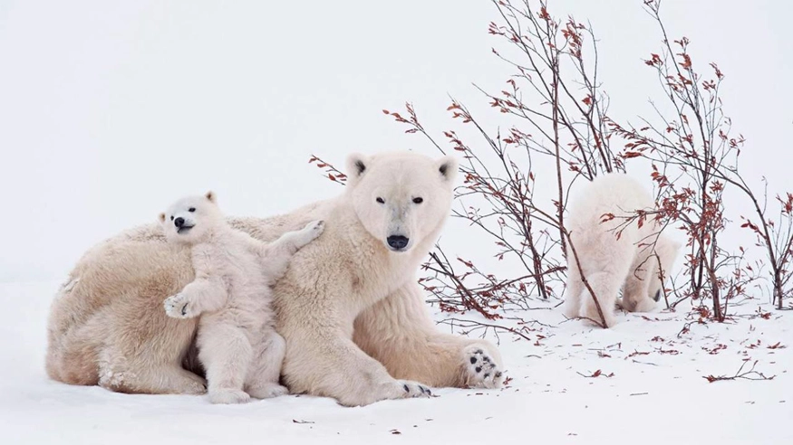 oso, tejido sintético, piel, oso polar