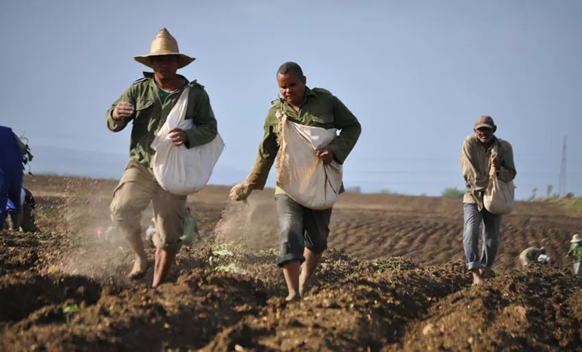 Campesinos, Agricultura