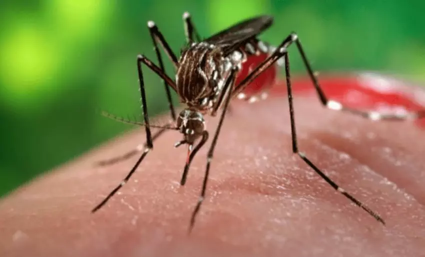 Dengue, mosquito Aedes aegypti