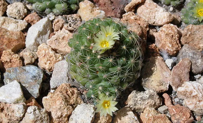 Jardín Botánico de Holguín, cactus enano