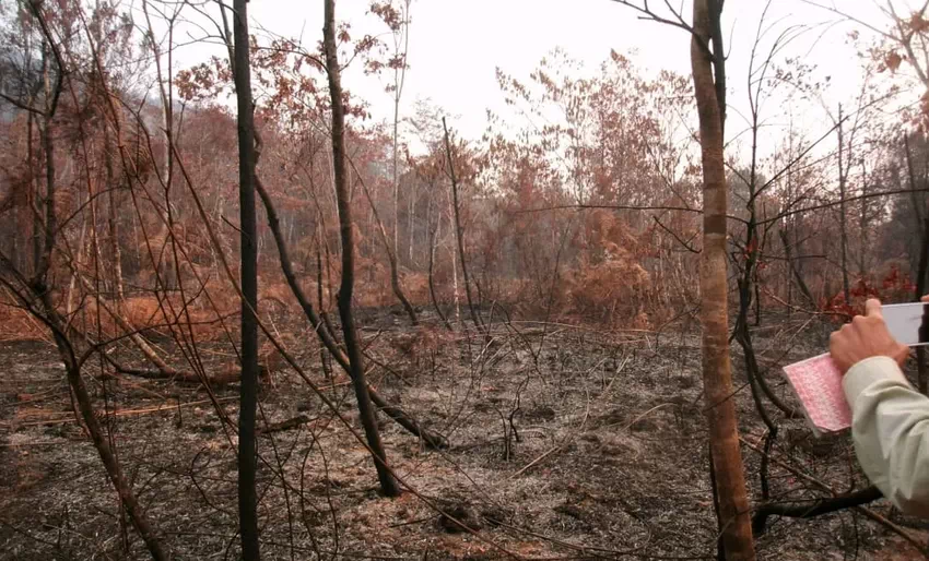 Holguín, incendio forestal, Pinares de Mayarí