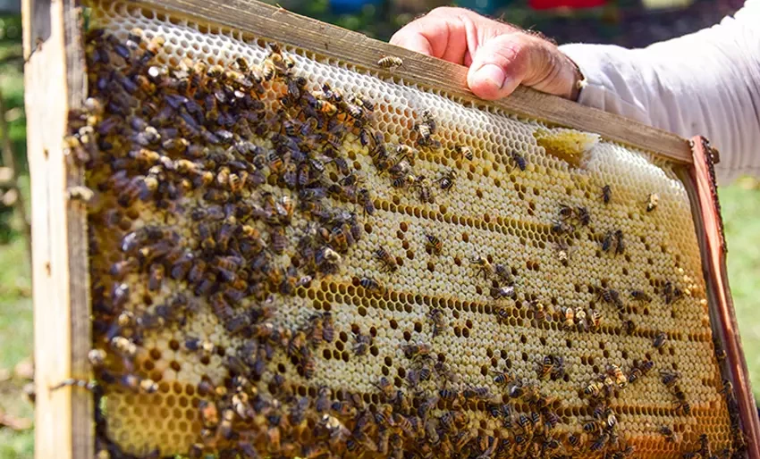 Holguín, abejas reinas, apicultura
