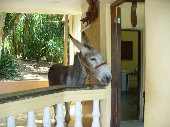 La historia de los burros llamados Pancho en Holguín 0