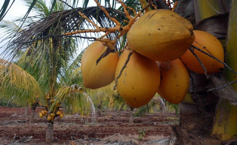 cultivo de coco, comercialización, fibra, masa, agua de coco