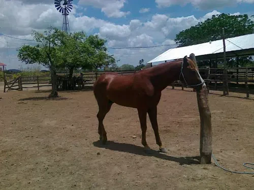 Carlos Alberto Pozo, caballo