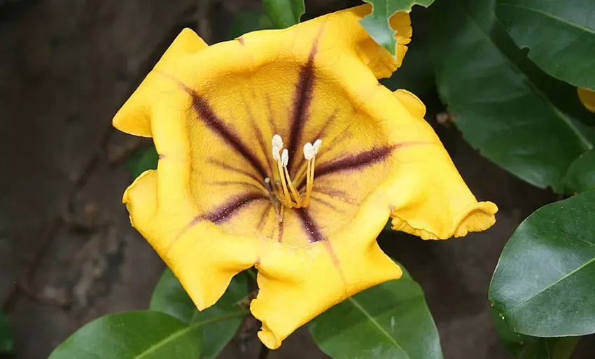 Cuba, plantas endémicas, Solandra Grandiflora
