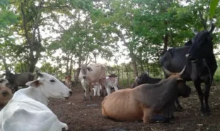 matar, ganado mayor, vacas, Cuba, mambises, guerra de independencia
