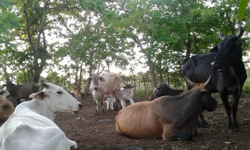 matar, ganado mayor, vacas, Cuba, mambises, guerra de independencia