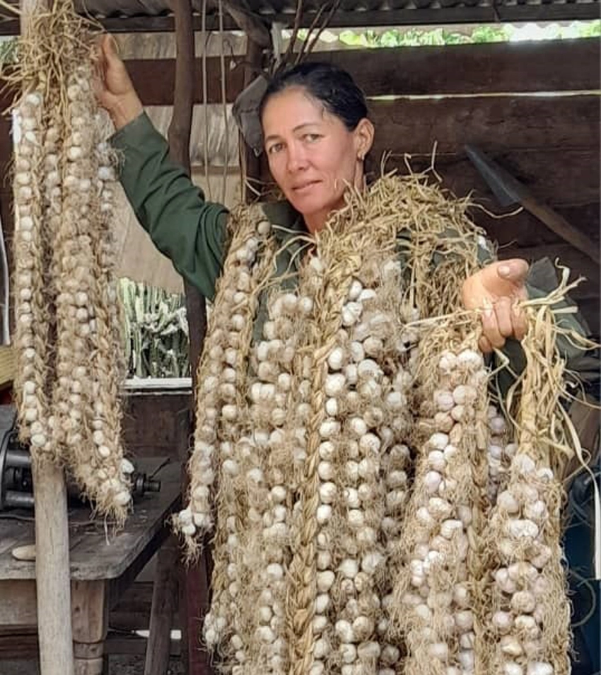 Ajos cultivados por mujeres en Holguín