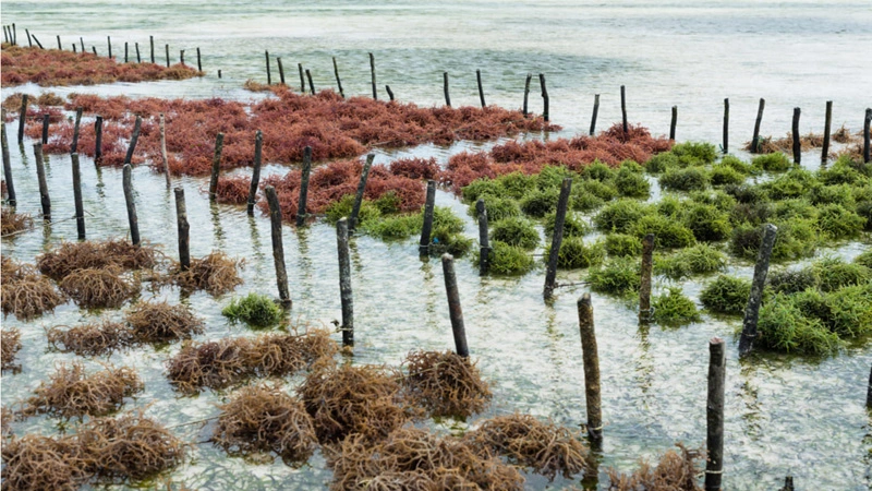 cultivo, algas marinas, inseguridad alimentaria