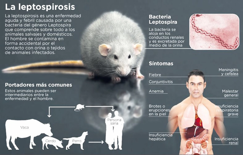 Leptospirosis, enfermedad infectocontagiosa