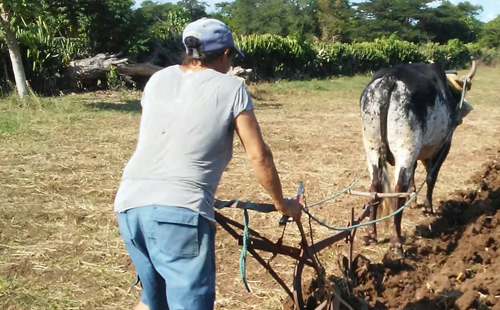 Mujer arando en tierras agrícolas de Holguín