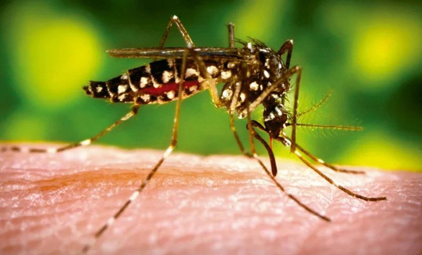 Aedes-dengue