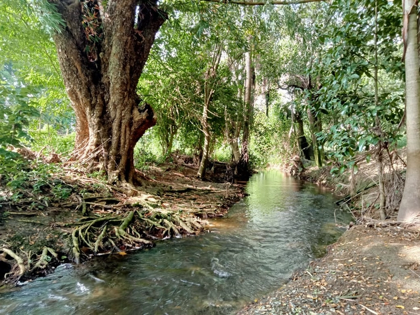 Arroyo, Jardín Botánico de Holguín