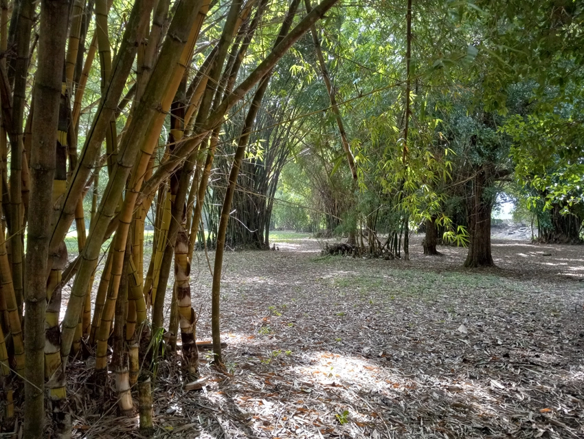 Bosque de bambú, Jardín Botánico de Holguín