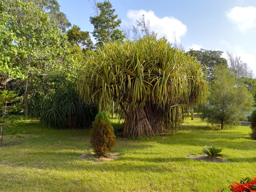 Bosque prehistórico, Jardín Botánico de Holguín