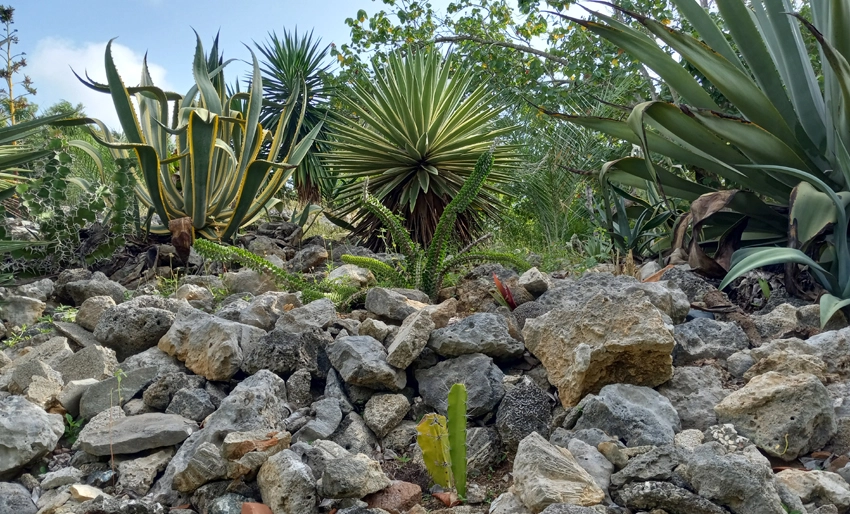 Cactus, Jardín Botánico de Holguín